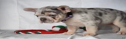 French Bulldog dogs for sale: Thea - Ad 29