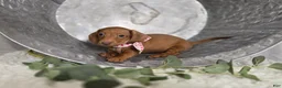 Miniature Dachshund dogs for sale: Alexia - Ad 3