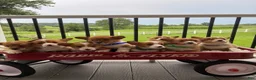 Welsh Corgi Pembroke dogs for sale: Bonnie - Ad 5