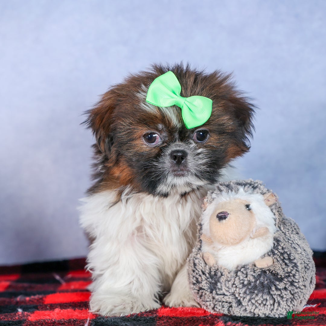 Shih Tzu dogs for sale: MARLEY - Ad 3