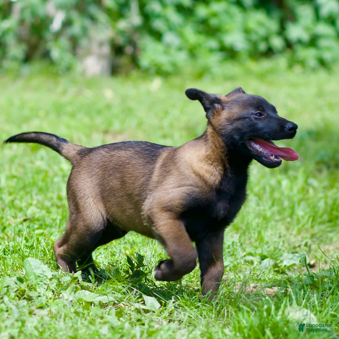 Belgian Malinois dogs for sale: Samson - Ad 4