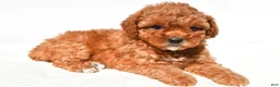 Miniature Poodle dogs for sale: Bella - Ad 5