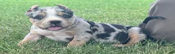 American Bully dogs for sale: Havoc - Ad 8