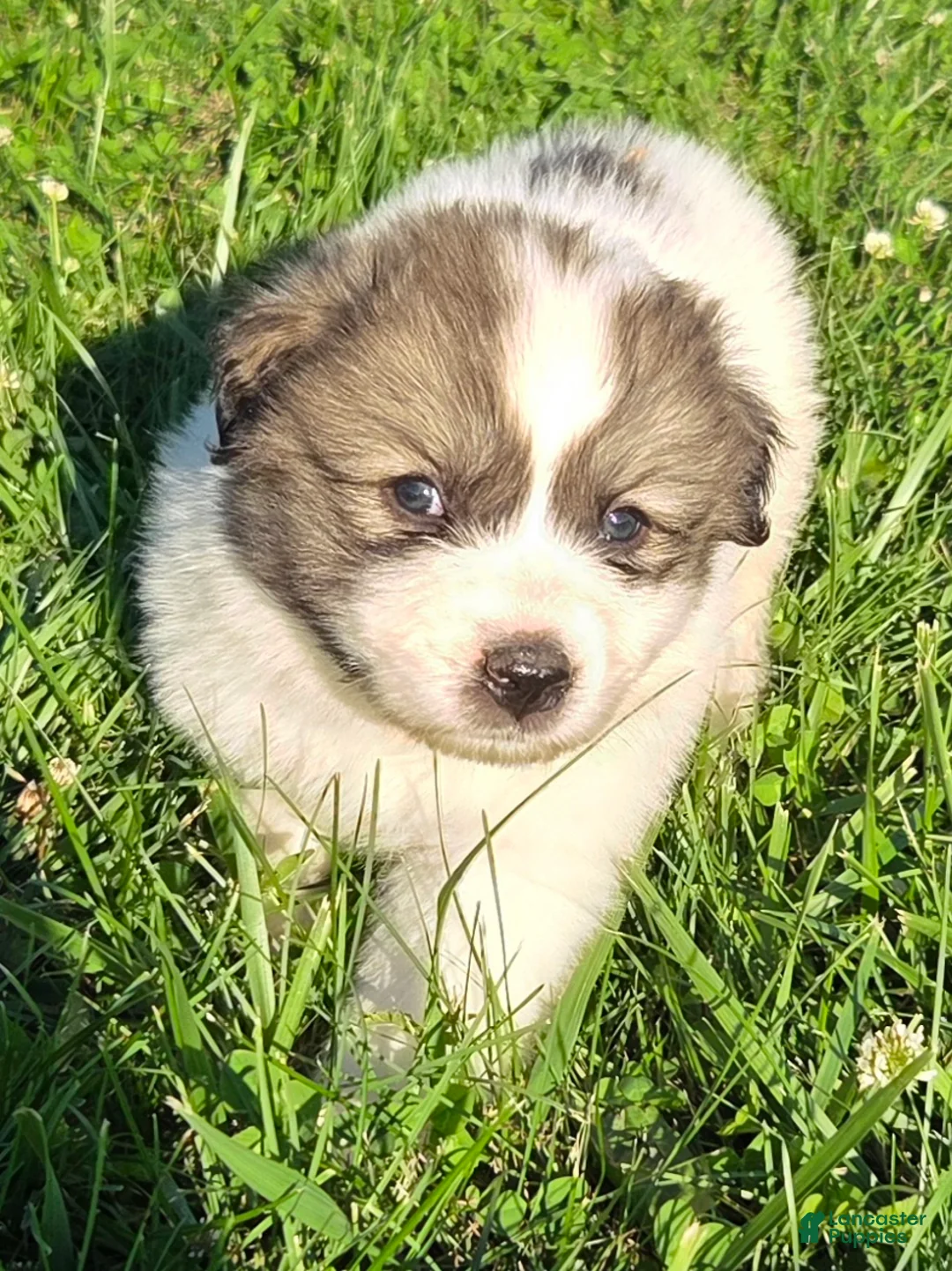 Great Pyrenees dogs for sale: Thomas - Ad 1