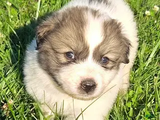 Great Pyrenees dogs for sale: Thomas - Ad 4