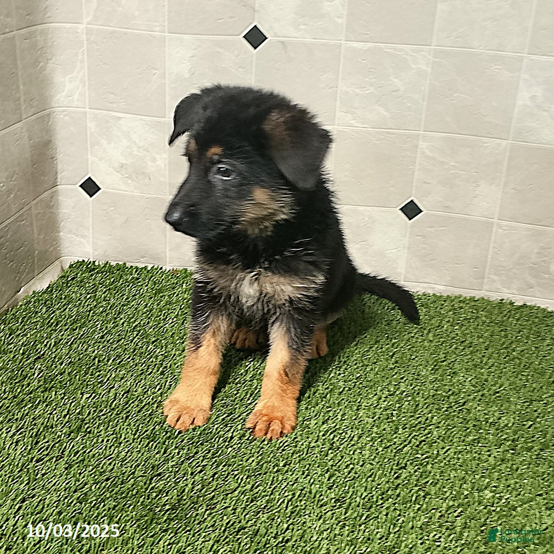 German Shepherd dogs for sale: Sugar - Ad 1