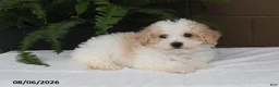 Bichpoo dogs for sale: Kari - Ad 5