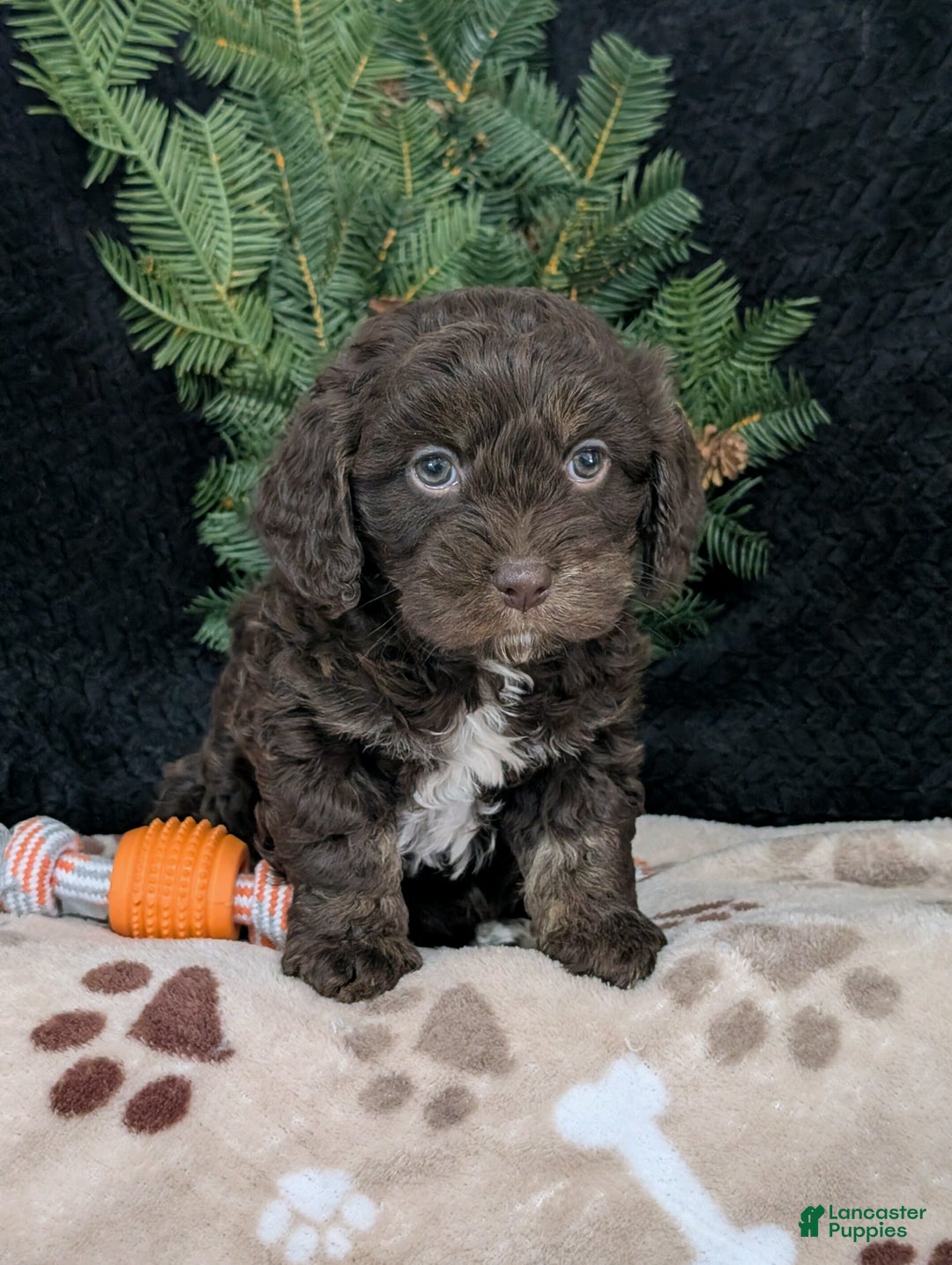 Cavapoo dogs for sale: Coco  - Ad 1