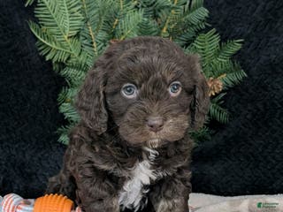 Cavapoo dogs Coco - Ad 20