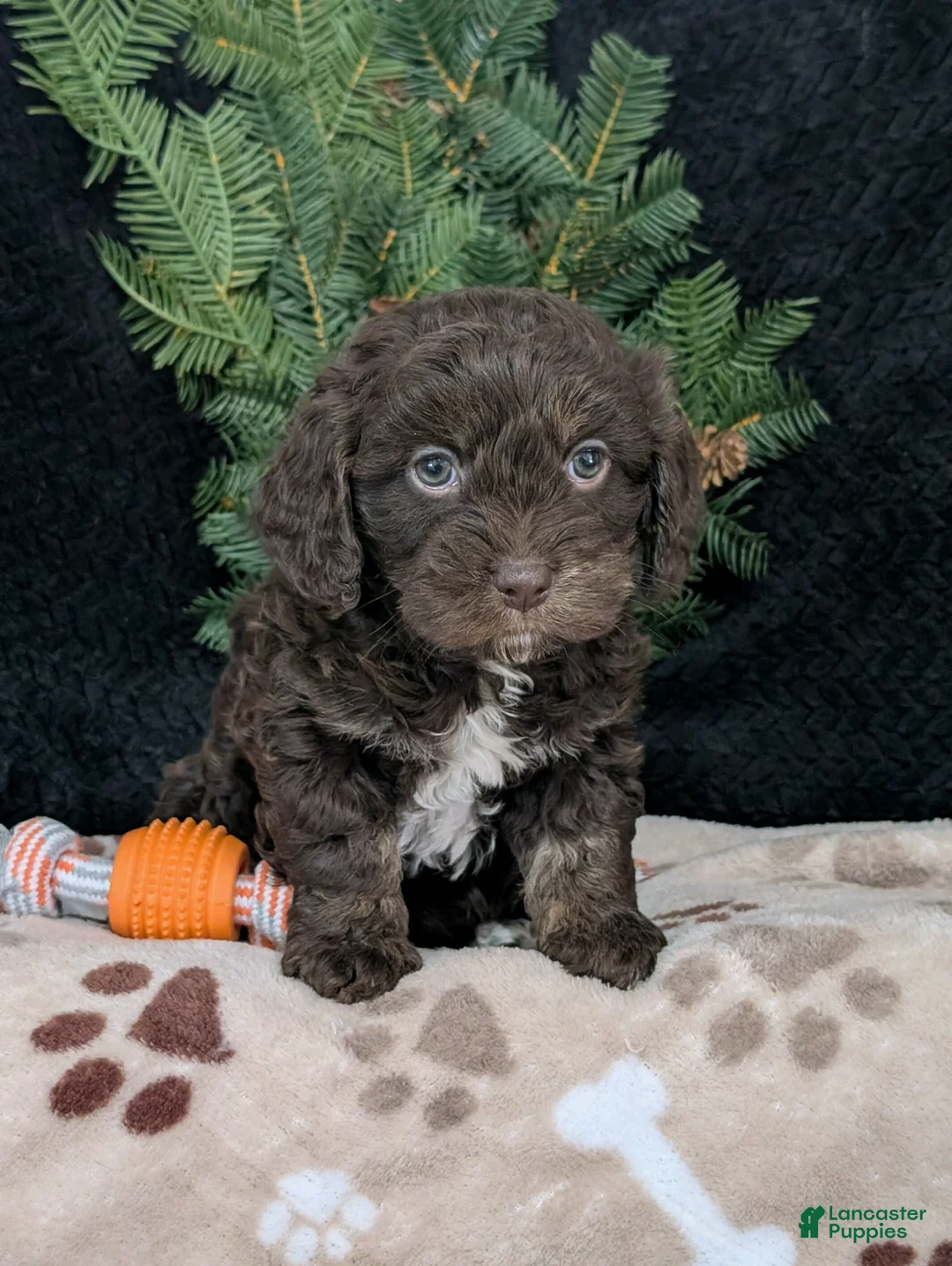 Cavapoo dogs for sale: Coco  - Ad 1