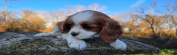 Cavalier King Charles Spaniel dogs for sale: Val - Ad 11