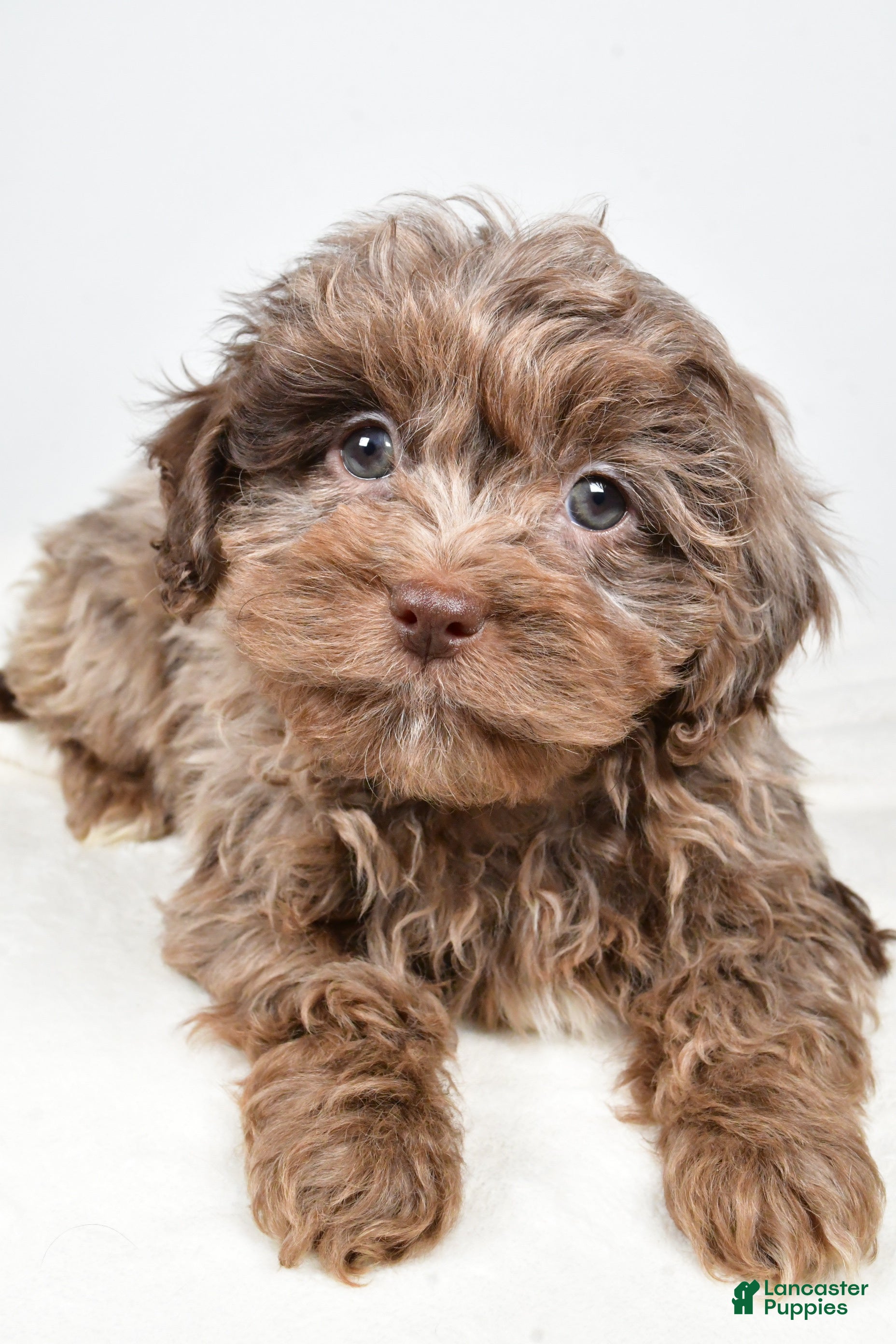 Shihpoo dogs Jodi - Ad 12