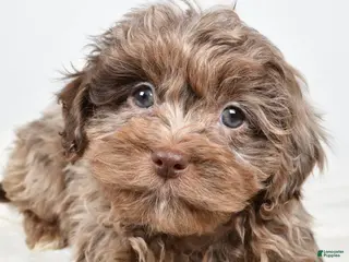 Shihpoo dogs Jodi - Ad 15