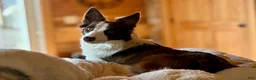 Border Collie dogs for sale: Buttercup - Ad 6
