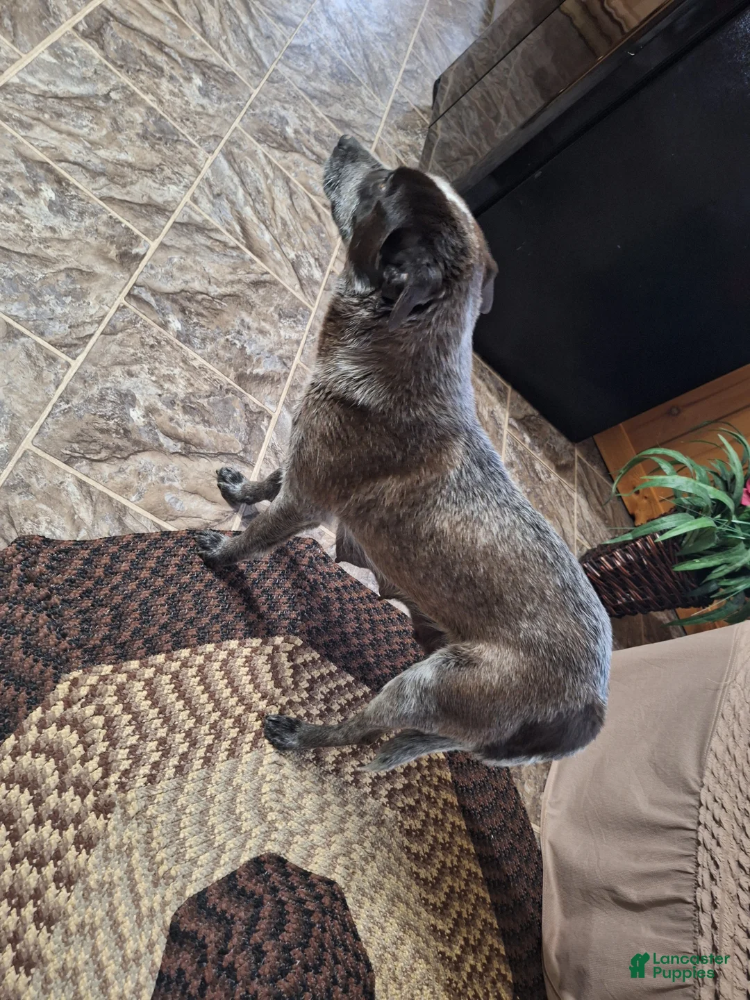 Mixed Breed dogs for sale: Mixed Breed Puppy 3 - Ad 3