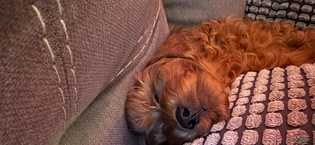 Cavapoo dogs for sale: Cavapoo Puppy 1 - Ad 4