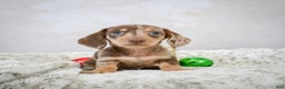 Miniature Dachshund dogs for sale: Eloise - Ad 8