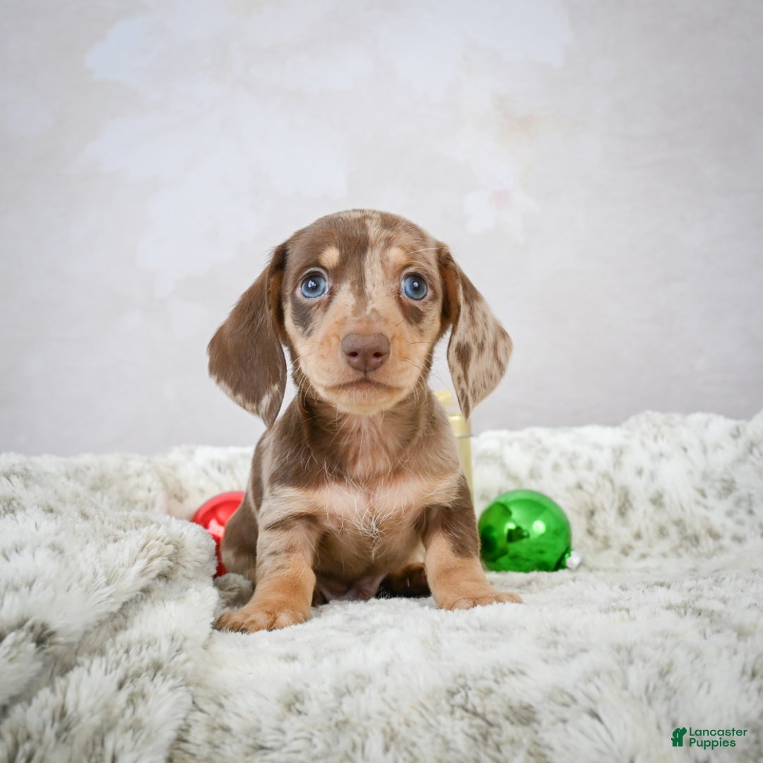 Miniature Dachshund dogs for sale: Eloise - Ad 8