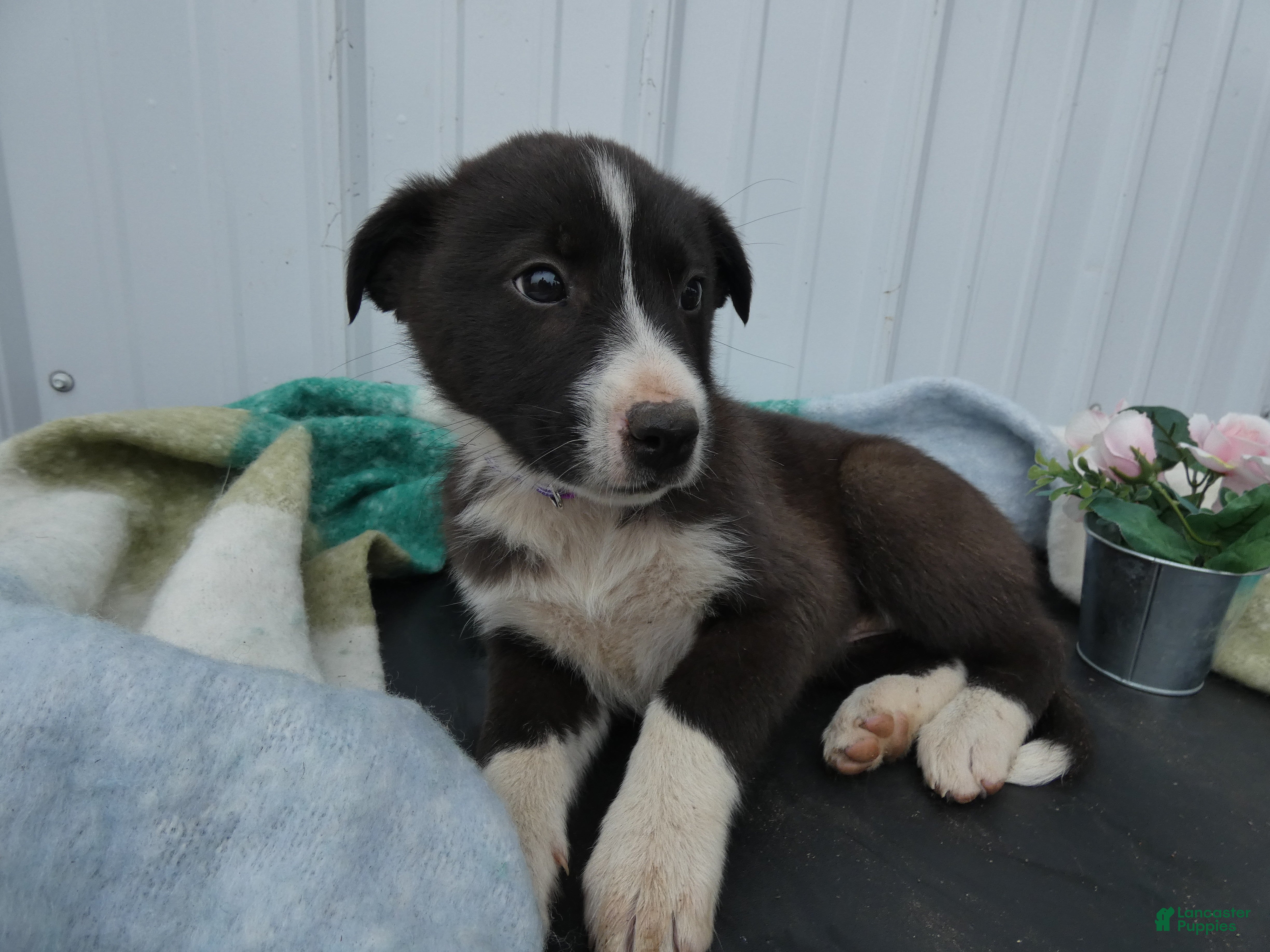 Border Collie dogs Border Collie Puppy 5 Trina - Ad 17
