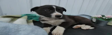 Border Collie Puppy 5 Trina