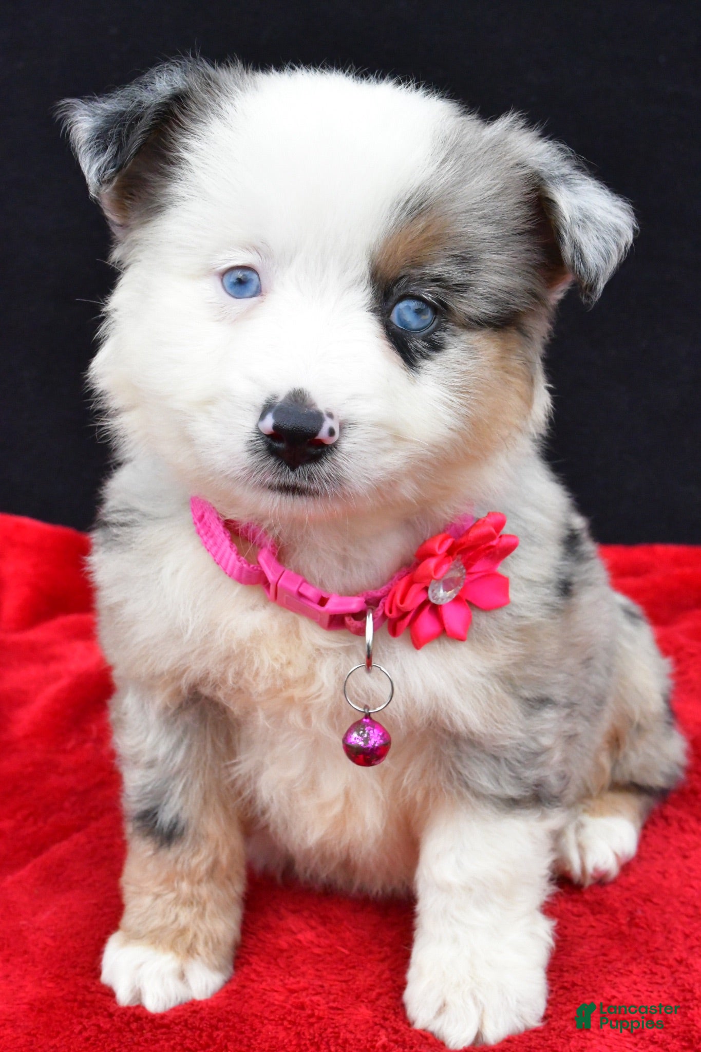 Miniature Australian Shepherd dogs Carmen - Ad 1