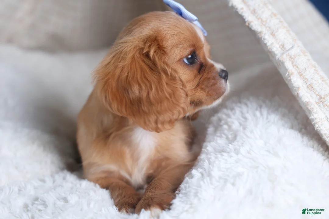 Cavalier King Charles Spaniel dogs for sale: Porter - Ad 10