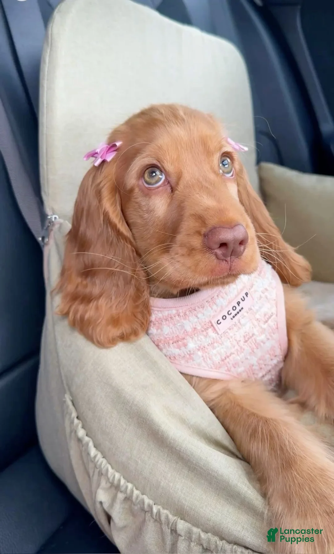 English Cocker Spaniel dogs for sale: Naomi - Ad 2