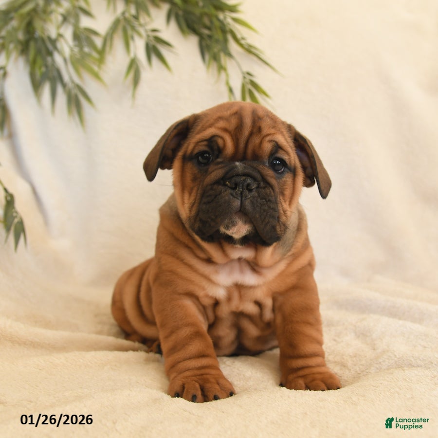 English Bulldog dogs Bonnie - Ad 2