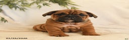 English Bulldog dogs for sale: Bonnie - Ad 1