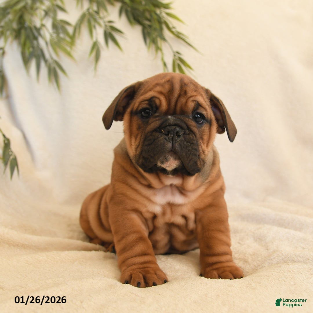 English Bulldog dogs for sale: Bonnie - Ad 1
