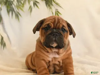 English Bulldog dogs Bonnie - Ad 1