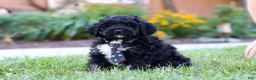 Bernedoodle dogs for sale: Denali - Ad 5