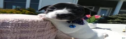 Jack Russell Terrier dogs for sale: Jack Russell Terrier Puppy 2 Whisper - Ad 4
