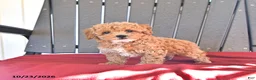 Miniature Poodle dogs for sale: Angel - Ad 4