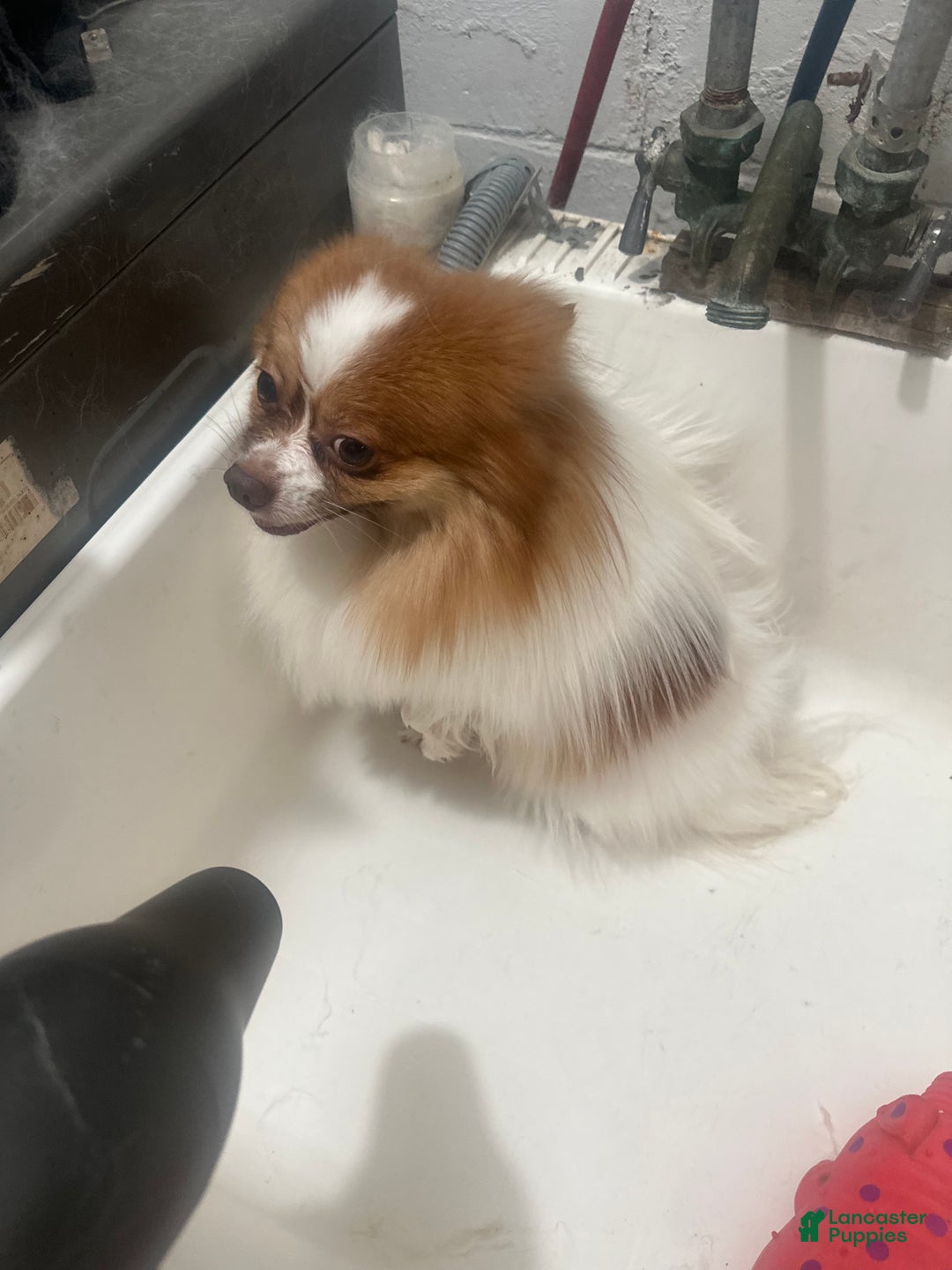 Pomeranian dogs for stud: Number of litters 3 - Ad 2