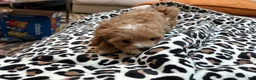 Maltipoo dogs for sale: Cupcake - Ad 8