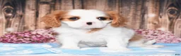 Cavalier King Charles Spaniel dogs for sale: Dexter - Ad 6