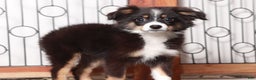 Miniature Australian Shepherd dogs for sale: Stella - Ad 3