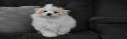 Maltese dogs for sale: Finley - Ad 6
