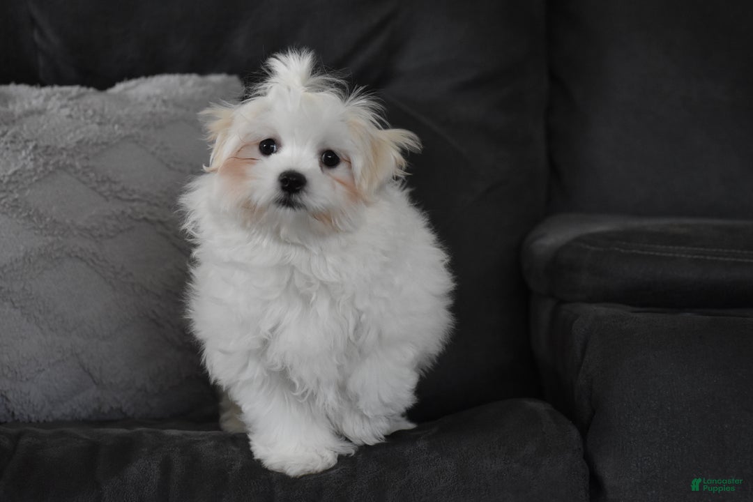 Maltese dogs for sale: Finley - Ad 6