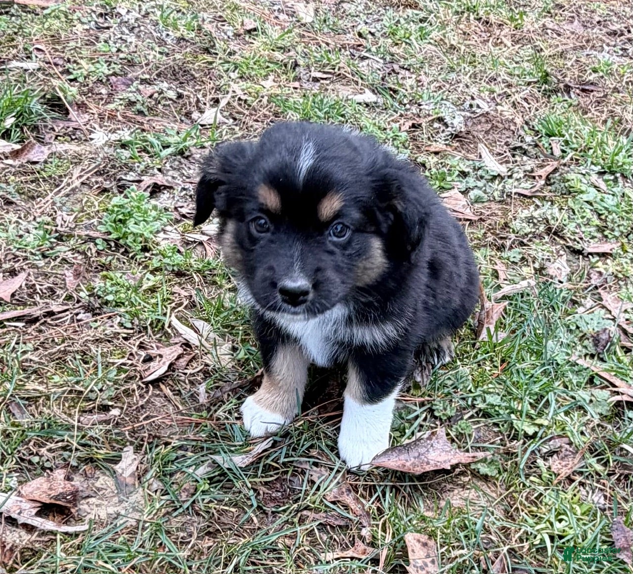 Australian Shepherd dogs Bruno - Ad 1