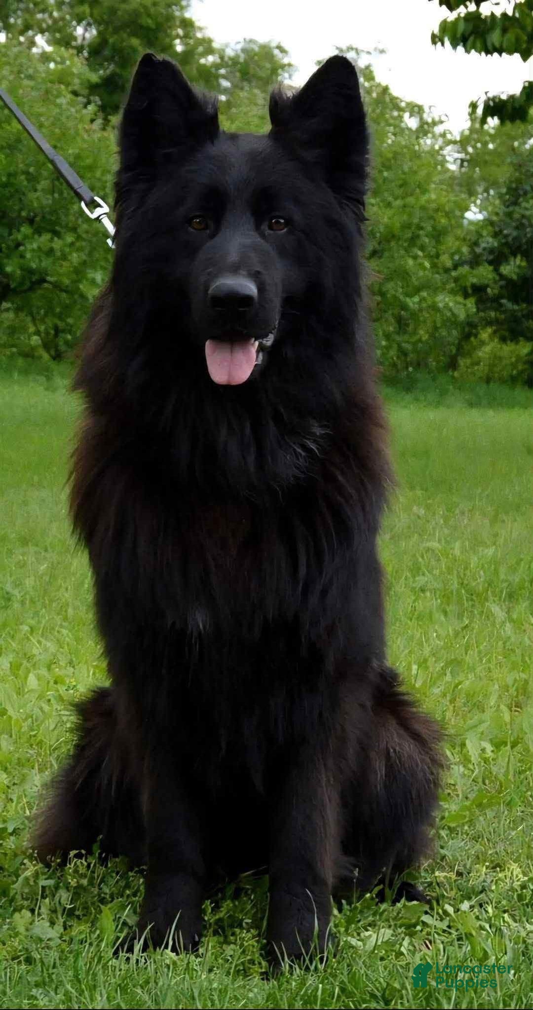 Gallery Image {{count}}