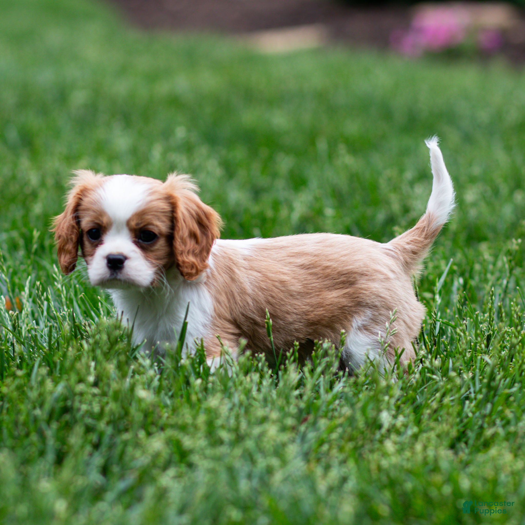 Cavalier King Charles Spaniel dogs Arlan Cavalier King Charles Spaniel Puppy  - Ad 2