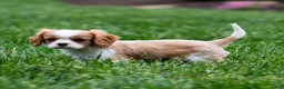 Cavalier King Charles Spaniel dogs for sale: Arlan Cavalier King Charles Spaniel Puppy  - Ad 5