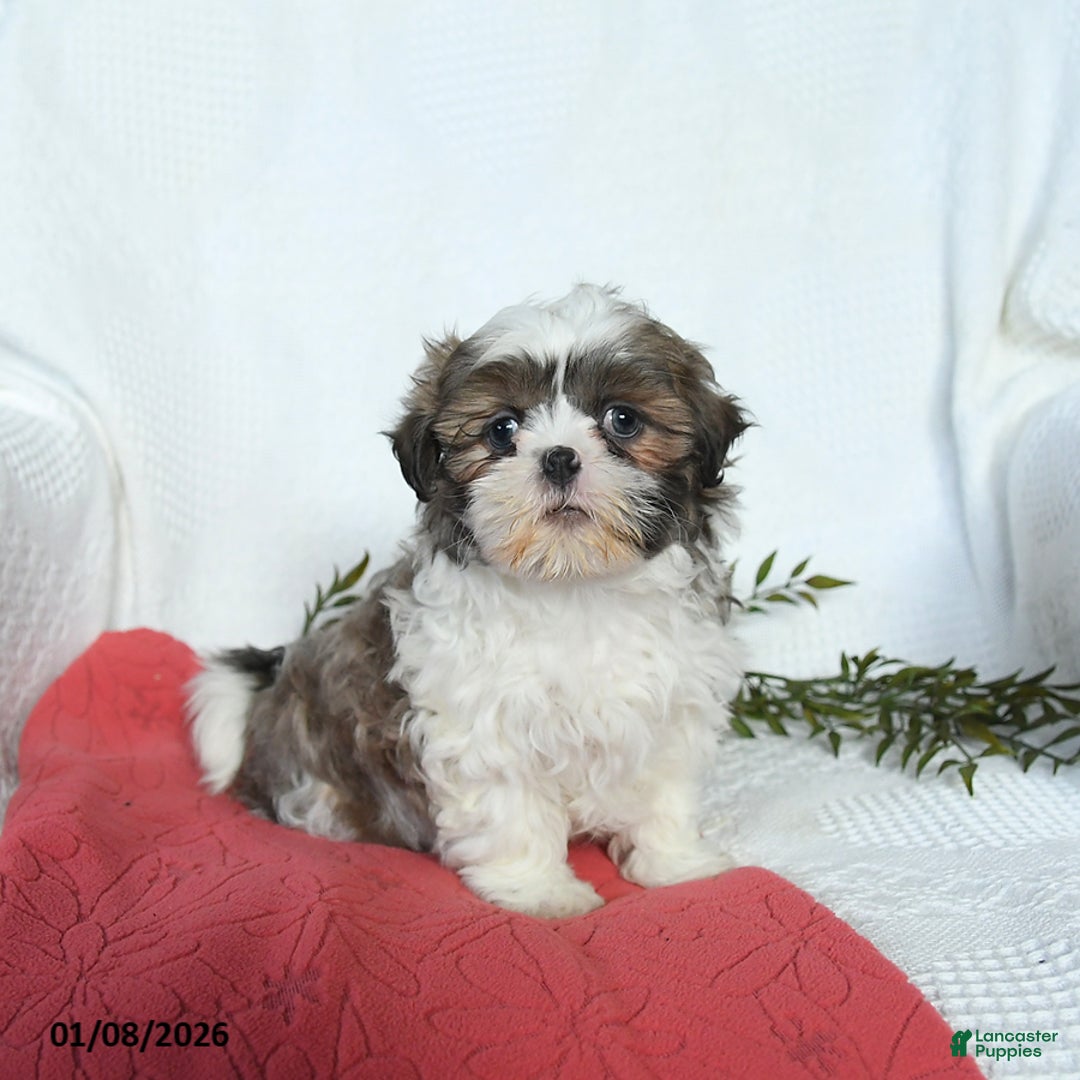 Shih Tzu dogs for sale: Lady - Ad 3