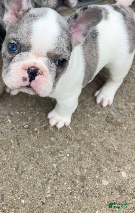 French Bulldog dogs Butler - Ad 34