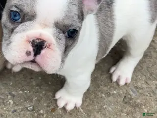 French Bulldog dogs for sale: Butler - Ad 4