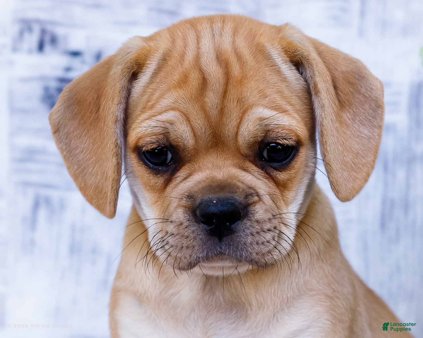 Puggle dogs Rosie - Ad 2