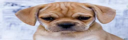 Puggle dogs for sale: Rosie - Ad 2