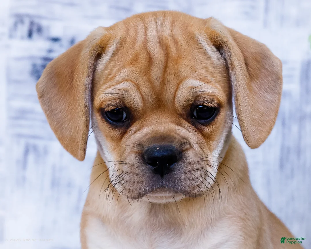 Puggle dogs for sale: Rosie - Ad 2